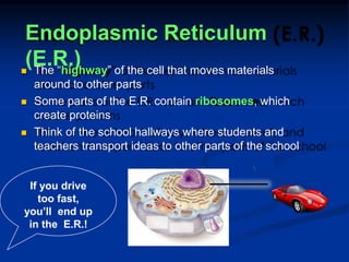 Endoplasmic Reticulum
(E.R.)
 The “highway” of the cell that moves materials
around to other parts
 Some parts of the E.R. contain ribosomes, which
create proteins
 Think of the school hallways where students and
teachers transport ideas to other parts of the school
If you drive
too fast,
you’ll end up
in the E.R.!
 
