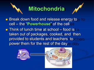 Mitochondria
 Break down food and release energy to
cell – the “Powerhouse” of the cell
 Think of lunch time at school – food is
taken out of packages, cooked, and then
provided to students and teachers to
power them for the rest of the day
 