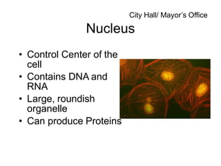Nucleus
• Control Center of the
cell
• Contains DNA and
RNA
• Large, roundish
organelle
• Can produce Proteins
City Hall/ Mayor’s Office
 