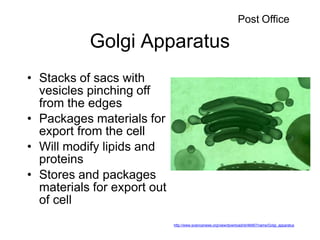 Golgi Apparatus
• Stacks of sacs with
vesicles pinching off
from the edges
• Packages materials for
export from the cell
• Will modify lipids and
proteins
• Stores and packages
materials for export out
of cell
http://www.sciencenews.org/view/download/id/48467/name/Golgi_apparatus
Post Office
 