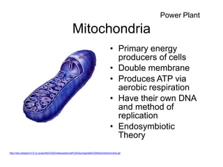 Mitochondria
• Primary energy
producers of cells
• Double membrane
• Produces ATP via
aerobic respiration
• Have their own DNA
and method of
replication
• Endosymbiotic
Theory
Power Plant
http://shs.westport.k12.ct.us/asr/Bio%202/webquests/cell%20city/organelle%20links/mitochondria.gif
 