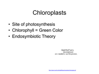 Chloroplasts
• Site of photosynthesis
• Chlorophyll = Green Color
• Endosymbiotic Theory
QuickTimeªand a
decompressor
are neededto see thispicture.
http://www.cbs.dtu.dk/staff/dave/roanoke/chloroplast.gif
 
