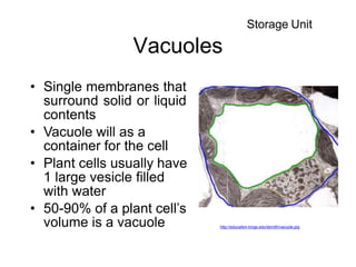 Vacuoles
• Single membranes that
surround solid or liquid
contents
• Vacuole will as a
container for the cell
• Plant cells usually have
1 large vesicle filled
with water
• 50-90% of a plant cell’s
volume is a vacuole
Storage Unit
http://education.kings.edu/dsmith/vacuole.jpg
 