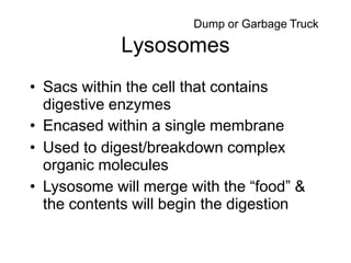 Lysosomes
• Sacs within the cell that contains
digestive enzymes
• Encased within a single membrane
• Used to digest/breakdown complex
organic molecules
• Lysosome will merge with the “food” &
the contents will begin the digestion
Dump or Garbage Truck
 
