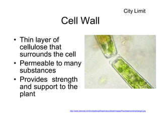 Cell Wall
• Thin layer of
cellulose that
surrounds the cell
• Permeable to many
substances
• Provides strength
and support to the
plant
http://www.desmids.nl/info/sheddingoftheprimarycellwall/images/Pleurotaeniumehrenbergii3.jpg
City Limit
 