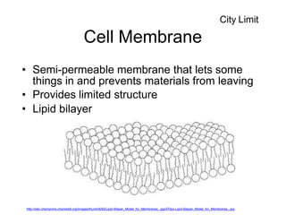 Cell Membrane
• Semi-permeable membrane that lets some
things in and prevents materials from leaving
• Provides limited structure
• Lipid bilayer
http://wiki.chemprime.chemeddl.org/images/thumb/6/60/Lipid-Bilayer_Model_for_Membranes_.jpg/470px-Lipid-Bilayer_Model_for_Membranes_.jpg
City Limit
 