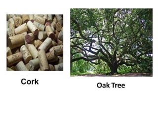 Cork Oak Tree
 