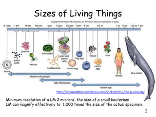 Sizes of Living Things
http://amazedatbio.wordpress.com/2012/09/17/life-is-cellular/
Minimum resolution of a LM 2 microns, the size of a small bacterium
LM can magnify effectively to 1,000 times the size of the actual specimen.
3
 