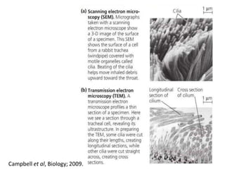 8
Campbell et al, Biology; 2009.
 