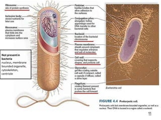 11
Not presentin
bacteria
nucleus, membrane
bounded organelle,
cytoskeleton,
centriole
 