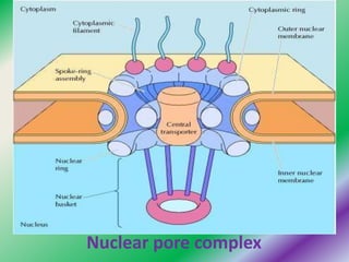 1. Nucleaus.pptx