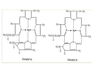 1. B.Sc III Essential and non essential element.pptx