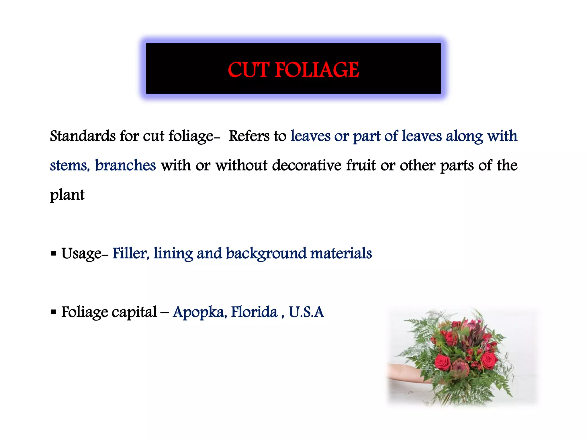 CUT FOLIAGE
Standards for cut foliage- Refers to leaves or part of leaves along with
stems, branches with or without decorative fruit or other parts of the
plant
 Usage- Filler, lining and background materials
 Foliage capital – Apopka, Florida , U.S.A
 