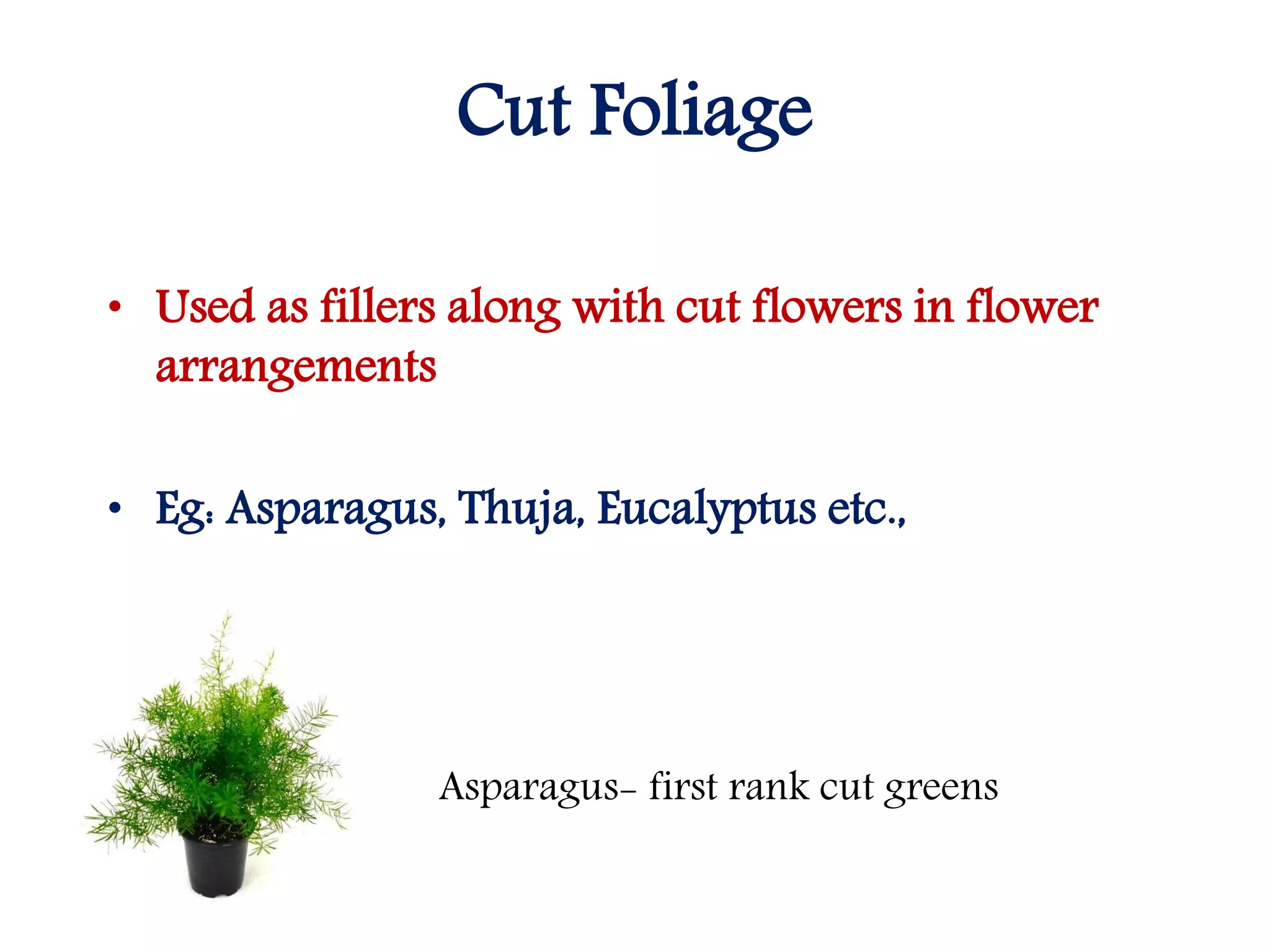 Cut Foliage
• Used as fillers along with cut flowers in flower
arrangements
• Eg: Asparagus, Thuja, Eucalyptus etc.,
Asparagus- first rank cut greens
 