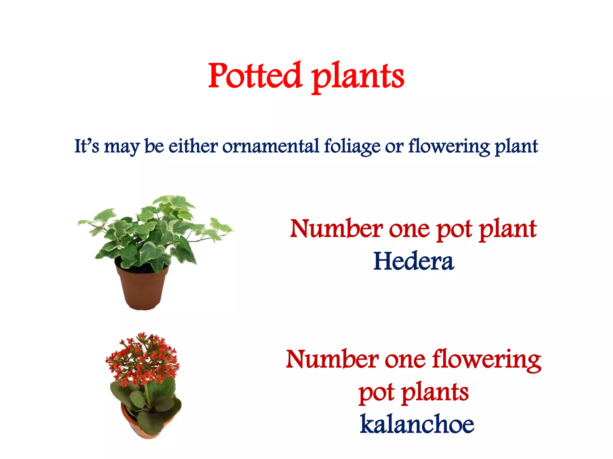 Potted plants
It’s may be either ornamental foliage or flowering plant
Number one pot plant
Hedera
Number one flowering
pot plants
kalanchoe
 