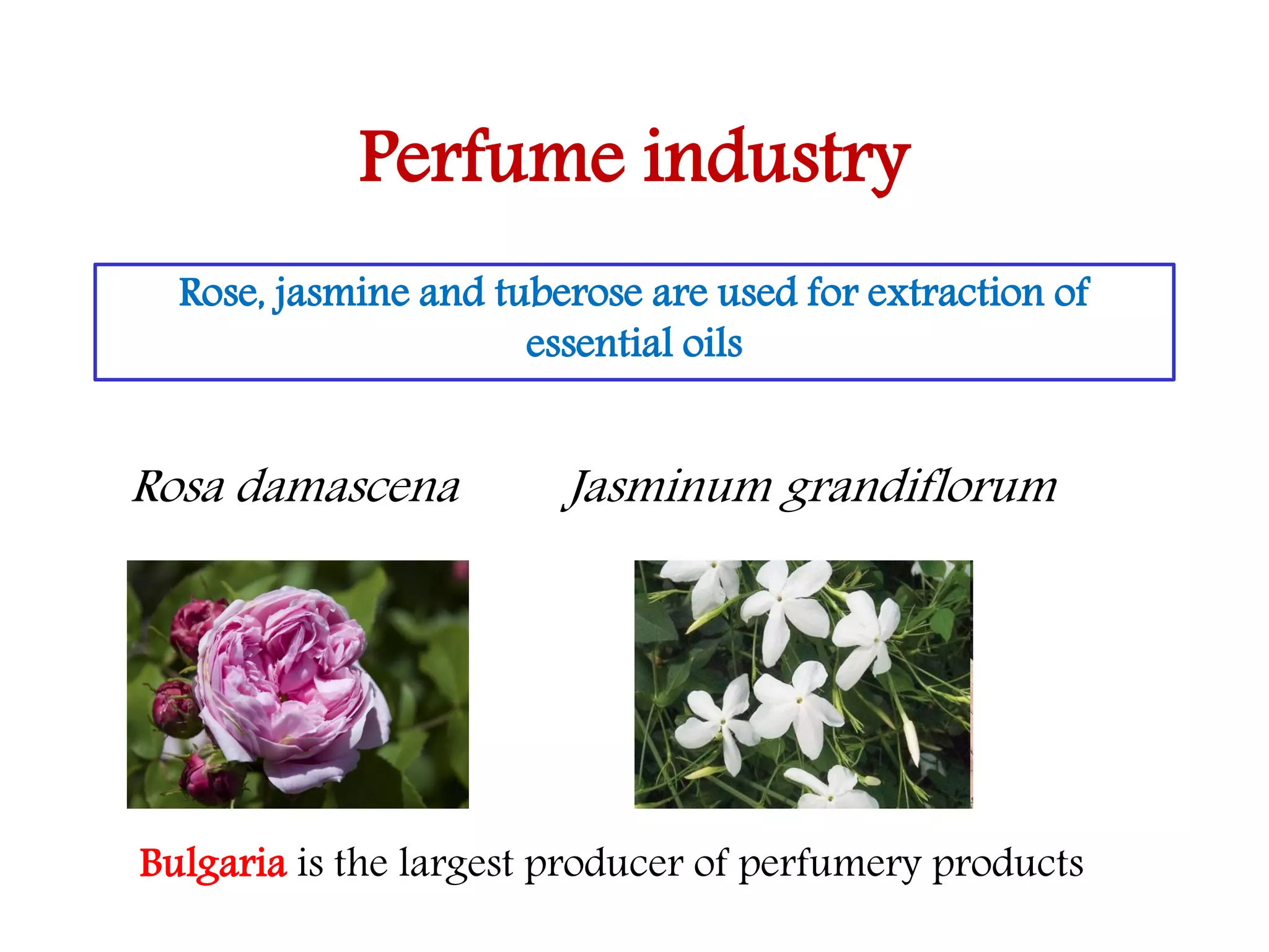 Perfume industry
Rosa damascena Jasminum grandiflorum
Rose, jasmine and tuberose are used for extraction of
essential oils
Bulgaria is the largest producer of perfumery products
 