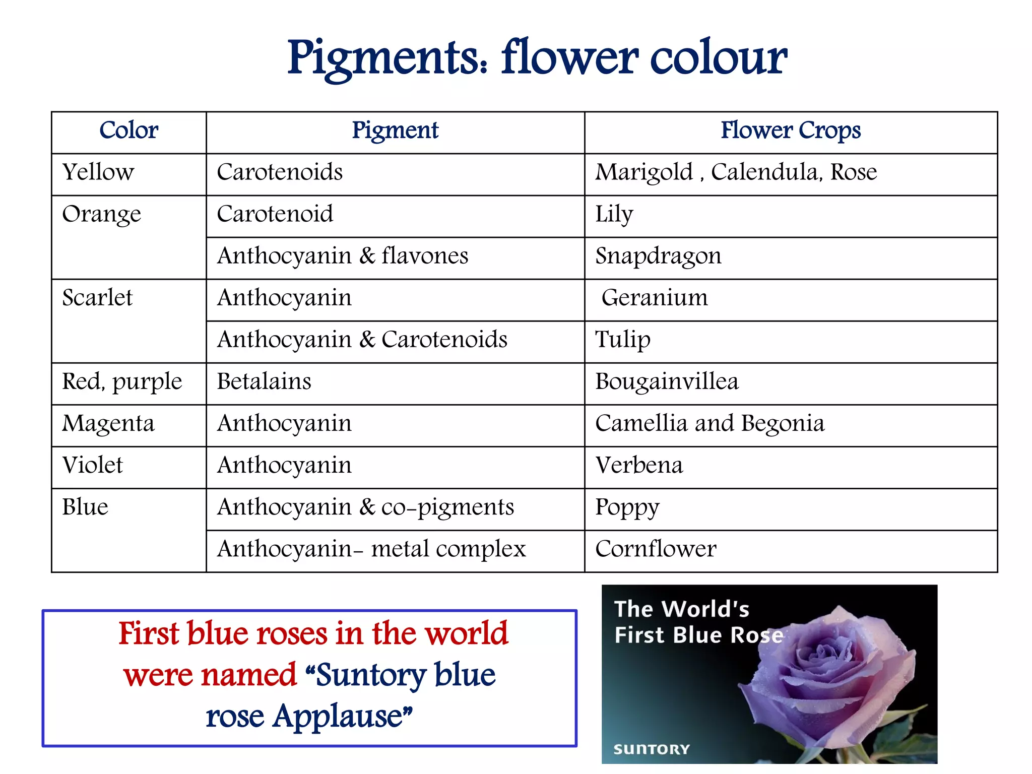Color Pigment Flower Crops
Yellow Carotenoids Marigold , Calendula, Rose
Orange Carotenoid Lily
Anthocyanin & flavones Snapdragon
Scarlet Anthocyanin Geranium
Anthocyanin & Carotenoids Tulip
Red, purple Betalains Bougainvillea
Magenta Anthocyanin Camellia and Begonia
Violet Anthocyanin Verbena
Blue Anthocyanin & co-pigments Poppy
Anthocyanin- metal complex Cornflower
Pigments: flower colour
First blue roses in the world
were named “Suntory blue
rose Applause”
 