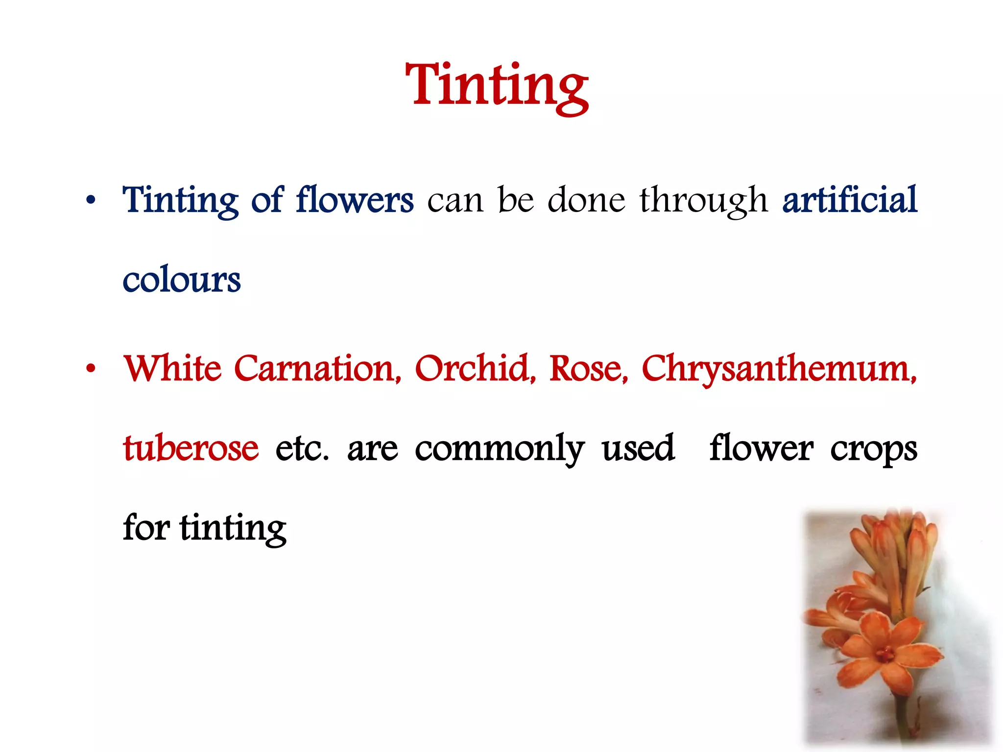 Tinting
• Tinting of flowers can be done through artificial
colours
• White Carnation, Orchid, Rose, Chrysanthemum,
tuberose etc. are commonly used flower crops
for tinting
 