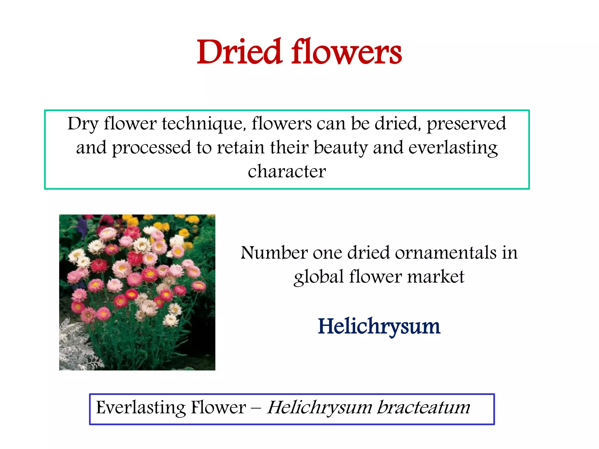 Dried flowers
Number one dried ornamentals in
global flower market
Helichrysum
Dry flower technique, flowers can be dried, preserved
and processed to retain their beauty and everlasting
character
Everlasting Flower – Helichrysum bracteatum
 