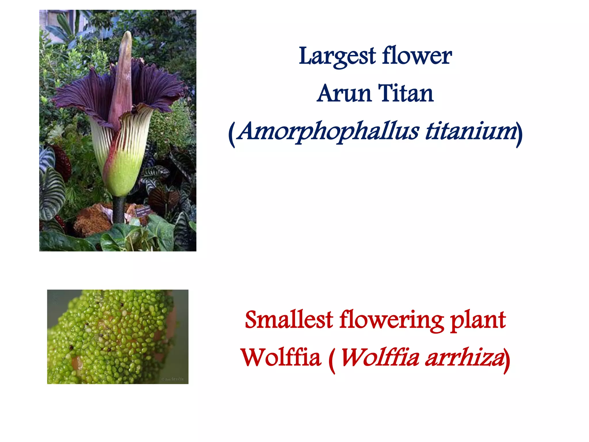 Largest flower
Arun Titan
(Amorphophallus titanium)
Smallest flowering plant
Wolffia (Wolffia arrhiza)
 