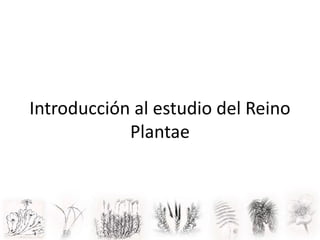 Introducción al estudio del Reino
Plantae
 