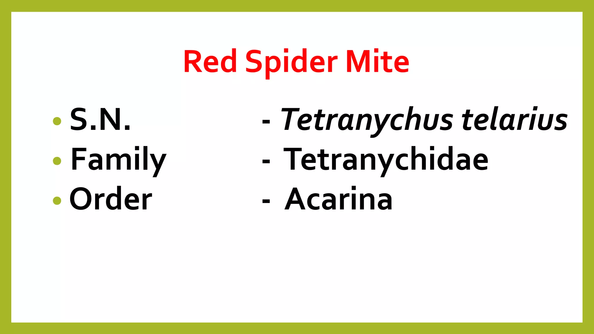 Red Spider Mite
• S.N. - Tetranychus telarius
• Family - Tetranychidae
• Order - Acarina
 
