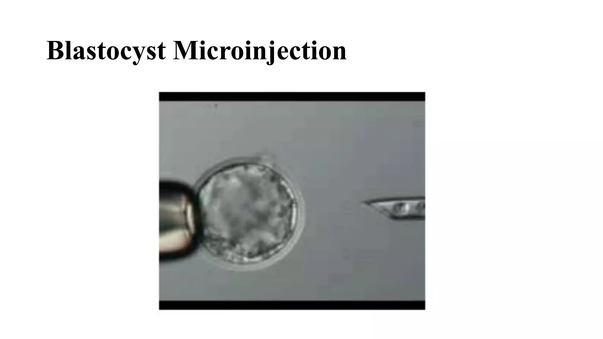 Blastocyst Microinjection
 