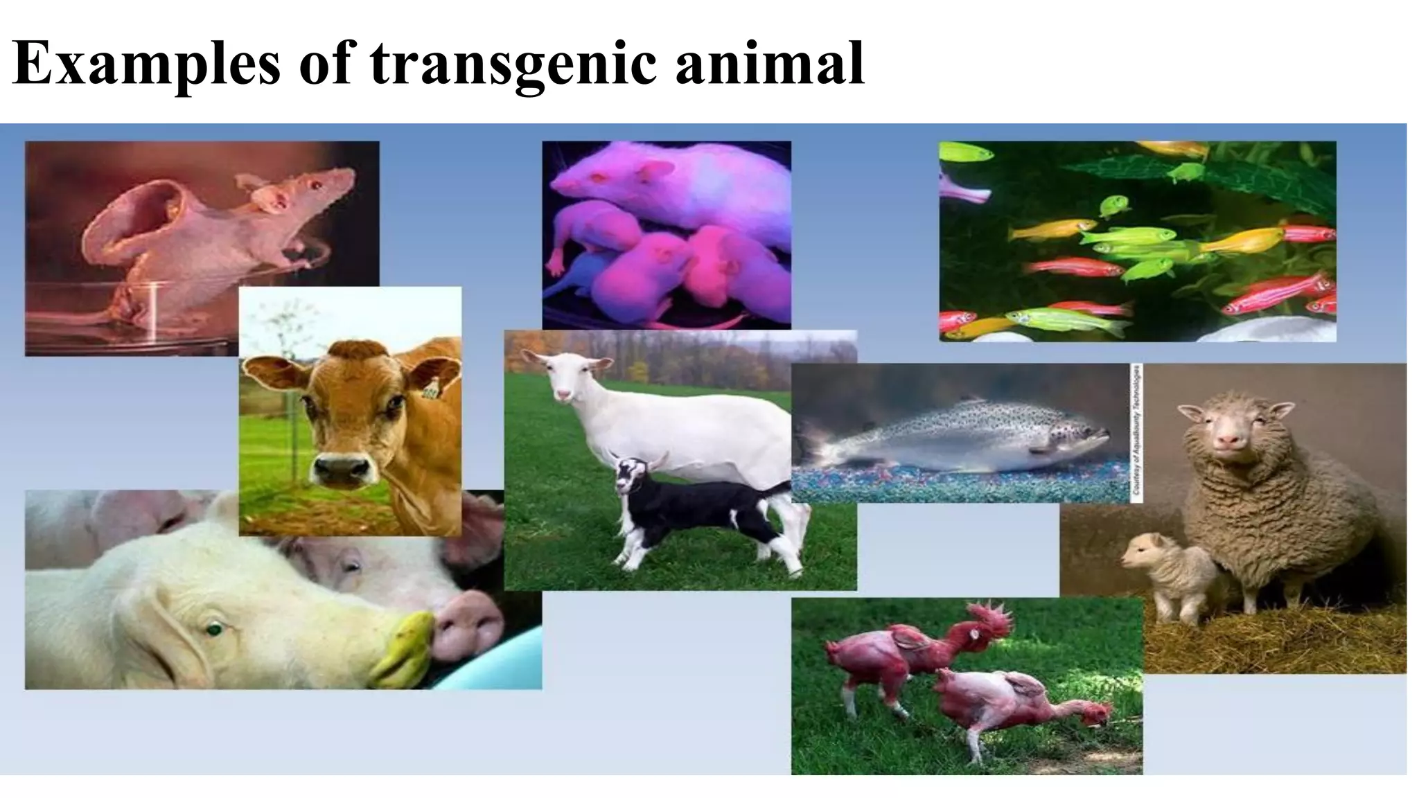 Examples of transgenic animal
 