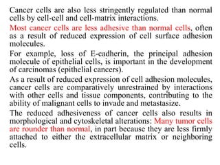 Cancer cells are also less stringently regulated than normal
cells by cell-cell and cell-matrix interactions.
Most cancer cells are less adhesive than normal cells, often
as a result of reduced expression of cell surface adhesion
molecules.
For example, loss of E-cadherin, the principal adhesion
molecule of epithelial cells, is important in the development
of carcinomas (epithelial cancers).
As a result of reduced expression of cell adhesion molecules,
cancer cells are comparatively unrestrained by interactions
with other cells and tissue components, contributing to the
ability of malignant cells to invade and metastasize.
The reduced adhesiveness of cancer cells also results in
morphological and cytoskeletal alterations: Many tumor cells
are rounder than normal, in part because they are less firmly
attached to either the extracellular matrix or neighboring
cells.
 