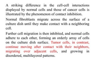 A striking difference in the cell-cell interactions
displayed by normal cells and those of cancer cells is
illustrated by the phenomenon of contact inhibition.
Normal fibroblasts migrate across the surface of a
culture dish until they make contact with a neighboring
cell.
Further cell migration is then inhibited, and normal cells
adhere to each other, forming an orderly array of cells
on the culture dish surface. Tumor cells, in contrast,
continue moving after contact with their neighbors,
migrating over adjacent cells, and growing in
disordered, multilayered patterns.
 