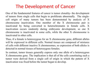 The Development of Cancer
One of the fundamental features of cancer is tumor clonality- the development
of tumors from single cells that begin to proliferate abnormally. The single-
cell origin of many tumors has been demonstrated by analysis of X
chromosome inactivation. One member of the X chromosome pair is
inactivated by being converted to heterochromatin in female cells. X
inactivation occurs randomly during embryonic development, so one X
chromosome is inactivated in some cells, while the other X chromosome is
inactivated in other cells.
Thus, if a female is heterozygous for an X chromosome gene, different alleles
will be expressed in different cells. Normal tissues are composed of mixtures
of cells with different inactive X chromosomes, so expression of both alleles is
detected in normal tissues of heterozygous females.
In contrast, tumor tissues generally express only one allele of a heterozygous
X chromosome gene. The implication is that all of the cells constituting such a
tumor were derived from a single cell of origin in which the pattern of X
inactivation was fixed before the tumor began to develop.
 