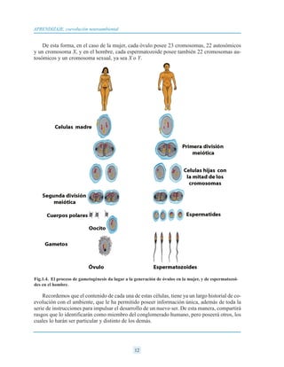 De esta forma, en el caso de la mujer, cada óvulo posee 23 cromosomas, 22 autosómicos
y un cromosoma X, y en el hombre, cada espermatozoide posee también 22 cromosomas au-
tosómicos y un cromosoma sexual, ya sea X o Y.
Recordemos que el contenido de cada una de estas células, tiene ya un largo historial de co-
evolución con el ambiente, que le ha permitido poseer información única, además de toda la
serie de instrucciones para impulsar el desarrollo de un nuevo ser. De esta manera, compartirá
rasgos que lo identificarán como miembro del conglomerado humano, pero poseerá otros, los
cuales lo harán ser particular y distinto de los demás.
12
APRENDIZAJE, coevolución neuroambiental
Fig.1.4. El proceso de gametogénesis da lugar a la generación de óvulos en la mujer, y de espermatozoi-
des en el hombre.
 