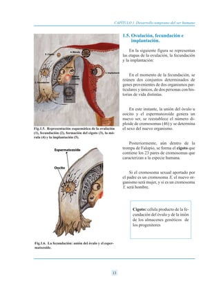 Cigoto: célula producto de la fe-
cundación del óvulo y de la inión
de los almacenes genéticos de
los progenitores
1.5. Ovulación, fecundación e
implantación.
En la siguiente figura se representan
las etapas de la ovulación, la fecundación
y la implantación:
En el momento de la fecundación, se
reúnen dos conjuntos determinados de
genes provenientes de dos organismos par-
ticulares y únicos, de dos personas con his-
torias de vida distintas.
En este instante, la unión del óvulo u
oocito y el espermatozoide genera un
nuevo ser, se reestablece el número di-
ploide de cromosomas (46) y se determina
el sexo del nuevo organismo.
Posteriormente, aún dentro de la
trompa de Falopio, se forma el cigoto que
contiene los 23 pares de cromosomas que
caracterizan a la especie humana.
Si el cromosoma sexual aportado por
el padre es un cromosoma X, el nuevo or-
ganismo será mujer, y si es un cromosoma
Y, será hombre.
13
CAPÍTULO 1 Desarrollo temprano del ser humano
Fig.1.5. Representación esquemática de la ovulación
(1), fecundación (2), formación del cigoto (3), la mó-
rula (4) y la implantación (5).
Fig.1.6. La fecundación: unión del óvulo y el esper-
matozoide.
 