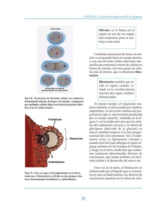 Conforme transcurren las horas, la mó-
rula va avanzando hacia el cuerpo uterino,
y con una división celular adicional, des-
arrolla una estructura externa de células en
forma de concha, con otro grupo de célu-
las más al interior, que se denomina blas-
tocisto.
Al mismo tiempo, el organismo ma-
terno también va atravesando por cambios
importantes, la secreción continua de pro-
gesterona (que es una hormona producida
por el cuerpo amarillo, señalado en la fi-
gura # ) en la madre provoca que las célu-
las del endometrio crezcan y se llenen de
glucógeno (derivado de la glucosa) en
mayor cantidad respecto a la fase proges-
tacional del ciclo menstrual. Así, el endo-
metrio crece, es ligeramente vascular y
cuando está listo para albergar al cigoto se-
grega, primero en las trompas de Falopio,
y luego en el útero, moléculas que contie-
nen sustancias denominadas factores de
crecimiento, que instan también a la divi-
sión celular y al desarrollo del nuevo ser.
Una vez en el útero, el blastocisto es
influenciado por el líquido que se encuen-
tra en esta cavidad materna, los factores de
crecimiento penetran en la esfera de célu-
15
CAPÍTULO 1 Desarrollo temprano del ser humano
Mórula: se le llama así al
cigoto en una de sus etapas
más tempranas, pues se ase-
meja a una mora.
Blastocisto: nombre que re-
cibe el cigoto cuando, si-
tuado en la cavidad uterina
muestra dos capas celulares
diferenciadas.
Fig.1.9. Una vez que se ha implantado en el útero
materno, el blastocisto se divide en dos grupos celu-
lares denominados trofoblasto y embrioblasto.
Fig.1.8. El proceso de división celular no reductiva
denominado mitosis, da lugar a la mórula –compuesta
por múltiples células hijas con material genético idén-
tico al de la célula madre-.
 