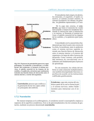 El mesodermo dará origen a la dermis,
los músculos, el esqueleto, el tejido co-
nectivo, el sistema excretor urinario, el
sistema circulatorio, los riñones, las góna-
das, las glándulas suprarrenales y el vaso.
De la capa más externa, el ecto-
dermo, que hasta el momento ha venido
funcionando a manera de membrana faci-
litando la interacción entre el blastocisto
y su entorno, se formarán el sistema ner-
vioso, el epitelio sensorial de los órganos
de los sentidos, y la epidermis (piel, pelo,
uñas).
Concordando con la característica fun-
damental que tiene la parte más externa de
la célula, la membrana, tanto la epidermis
como el sistema nervioso seguirán te-
niendo una función básica de interacción
entre el entorno interior y el exterior del
organismo a lo largo de todo el proceso de
desarrollo. Como veremos, esta posibili-
dad intrínseca de coevolucionar con el
ambiente será fundamental para el proceso
de aprendizaje.
En este momento, las células del em-
brión no están solamente multiplicándose,
sino también desempeñando funciones es-
pecíficas de acuerdo con las instrucciones
codificadas genéticamente.
1.7.2. Neurulación
De manera temprana en la embriogénesis, el ectodermo neural o neuroepitelio empieza a
separarse de la superficie ectodérmica. Esto se da aproximadamente a las tres semanas de ges-
tación, mediante un proceso denominado neurulación.
17
CAPÍTULO 1 Desarrollo temprano del ser humano
Fig.1.10. El proceso de gastrulación genera tres capas
principales: el ectodermo, el mesodermo y el endo-
dermo. Del ectodermo, se formará el sistema ner-
vioso, el epitelio sensorial de los órganos de los
sentidos, y la epidermis, estructuras que continuarán
teniendo una función básica de interacción entre el
entorno interior y exterior del organismo.
Gastrulación: proceso que conlleva a
la generación de las tres capas celula-
res principales del embrión.
Ectodermo: capa más externa del em-
brión a partir de la cual se forma la piel
y el sistema nervioso, ambos funda-
mentales para interactuar con el en-
torno.
 