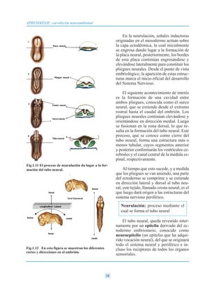 18
APRENDIZAJE, coevolución neuroambiental
En la neurulación, señales inductoras
originadas en el mesodermo actúan sobre
la capa ectodérmica, la cual inicialmente
se engrosa dando lugar a la formación de
la placa neural, posteriormente, los bordes
de esta placa continúan engrosándose y
elevándose lateralmente para constituir los
pliegues neurales. Desde el punto de vista
embriológico, la aparición de estas estruc-
turas marca el inicio oficial del desarrollo
del Sistema Nervioso.
El siguiente acontecimiento de interés
es la formación de una cavidad entre
ambos pliegues, conocida como el surco
neural, que se extiende desde el extremo
rostral hasta el caudal del embrión. Los
pliegues neurales continúan elevándose y
orientándose en dirección medial. Luego
se fusionan en la zona dorsal, lo que re-
sulta en la formación del tubo neural. Este
proceso, que se conoce como cierre del
tubo neural, forma una estructura más o
menos tubular, cuyos segmentos anterior
y posterior conformarán los ventrículos ce-
rebrales y el canal central de la médula es-
pinal, respectivamente.
Al tiempo que esto sucede, y a medida
que los pliegues se van uniendo, una parte
del ectodermo se comprime y se extiende
en dirección lateral y dorsal al tubo neu-
ral; este tejido, llamado cresta neural, es el
que luego dará origen a las estructuras del
sistema nervioso periférico.
El tubo neural, queda revestido inter-
namente por un epitelio derivado del ec-
todermo embrionario, conocido como
neuroepitelio (un epitelio que ha adqui-
rido vocación neural), del que se originará
todo el sistema neural y periférico e in-
cluso los receptores de todos los órganos
sensoriales.
Neurulación: proceso mediante el
cual se forma el tubo neural
Fig.1.11 El proceso de neurulación da lugar a la for-
mación del tubo neural.
Fig.1.12 En esta figura se muestran los diferentes
cortes y direcciones en el embrión.
 