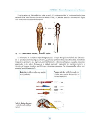 19
CAPÍTULO 1 Desarrollo temprano del ser humano
En el proceso de formación del tubo neural, el extremo anterior se va ensanchando para
convertirse en las diferentes estructuras del encéfalo, y la porción posterior restante dará lugar
a las estructuras de la médula espinal.
El desarrollo de la médula espinal implica que a lo largo del eje dorsoventral del tubo neu-
ral, se generen diferentes tipos celulares, que luego en la médula espinal madura, permitirán
procesar los estímulos que ingresan, también llamados estímulos aferentes, (aquellas neuronas
localizadas en las raíces dorsales de la médula espinal) y transmitir los impulsos motores o
eferentes, al sistema nervioso periférico y a estructuras ejecutoras (las situadas en las raíces ven-
trales de la médula espinal).
Epitelio: tejido celular que reviste
al organismo..
Neuroepitelio: tejido formado por
células, que reviste lo que será el
sistema nervioso.
Fig.1.14. Raíces dorsales
y ventrales de la médula
espinal.
Fig. 1.13. Formación del encéfalo y la médula espinal.
 