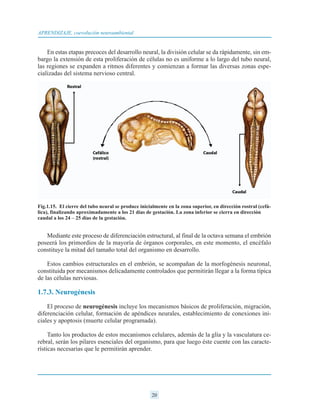 20
APRENDIZAJE, coevolución neuroambiental
En estas etapas precoces del desarrollo neural, la división celular se da rápidamente, sin em-
bargo la extensión de esta proliferación de células no es uniforme a lo largo del tubo neural,
las regiones se expanden a ritmos diferentes y comienzan a formar las diversas zonas espe-
cializadas del sistema nervioso central.
Mediante este proceso de diferenciación estructural, al final de la octava semana el embrión
poseerá los primordios de la mayoría de órganos corporales, en este momento, el encéfalo
constituye la mitad del tamaño total del organismo en desarrollo.
Estos cambios estructurales en el embrión, se acompañan de la morfogénesis neuronal,
constituida por mecanismos delicadamente controlados que permitirán llegar a la forma típica
de las células nerviosas.
1.7.3. Neurogénesis
El proceso de neurogénesis incluye los mecanismos básicos de proliferación, migración,
diferenciación celular, formación de apéndices neurales, establecimiento de conexiones ini-
ciales y apoptosis (muerte celular programada).
Tanto los productos de estos mecanismos celulares, además de la glía y la vasculatura ce-
rebral, serán los pilares esenciales del organismo, para que luego éste cuente con las caracte-
rísticas necesarias que le permitirán aprender.
Fig.1.15. El cierre del tubo neural se produce inicialmente en la zona superior, en dirección rostral (cefá-
lica), finalizando aproximadamente a los 21 días de gestación. La zona inferior se cierra en dirección
caudal a los 24 – 25 días de la gestación.
 