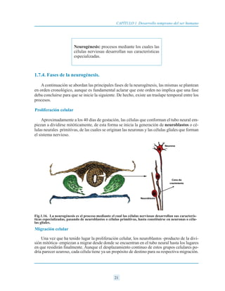 1.7.4. Fases de la neurogénesis.
A continuación se abordan las principales fases de la neurogénesis, las mismas se plantean
en orden cronológico, aunque es fundamental aclarar que este orden no implica que una fase
deba concluirse para que se inicie la siguiente. De hecho, existe un traslape temporal entre los
procesos.
Proliferación celular
Aproximadamente a los 40 días de gestación, las células que conforman el tubo neural em-
piezan a dividirse mitóticamente, de esta forma se inicia la generación de neuroblastos o cé-
lulas neurales primitivas, de las cuales se originan las neuronas y las células gliales que forman
el sistema nervioso.
Migración celular
Una vez que ha tenido lugar la proliferación celular, los neuroblastos -producto de la divi-
sión mitótica- empiezan a migrar desde donde se encuentran en el tubo neural hasta los lugares
en que residirán finalmente. Aunque el desplazamiento continuo de estos grupos celulares po-
dría parecer azaroso, cada célula tiene ya un propósito de destino para su respectiva migración.
21
CAPÍTULO 1 Desarrollo temprano del ser humano
Neurogénesis: procesos mediante los cuales las
células nerviosas desarrollan sus características
especializadas.
Fig.1.16. La neurogénesis es el proceso mediante el cual las células nerviosas desarrollan sus caracterís-
ticas especializadas, pasando de neuroblastos o células primitivas, hasta constituirse en neuronas o célu-
las gliales.
 