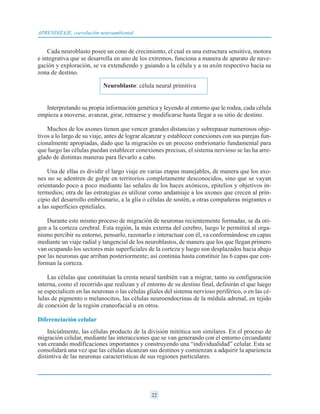 Cada neuroblasto posee un cono de crecimiento, el cual es una estructura sensitiva, motora
e integrativa que se desarrolla en uno de los extremos, funciona a manera de aparato de nave-
gación y exploración, se va extendiendo y guiando a la célula y a su axón respectivo hacia su
zona de destino.
Interpretando su propia información genética y leyendo al entorno que le rodea, cada célula
empieza a moverse, avanzar, girar, retraerse y modificarse hasta llegar a su sitio de destino.
Muchos de los axones tienen que vencer grandes distancias y sobrepasar numerosos obje-
tivos a lo largo de su viaje, antes de lograr alcanzar y establecer conexiones con sus parejas fun-
cionalmente apropiadas, dado que la migración es un proceso embrionario fundamental para
que luego las células puedan establecer conexiones precisas, el sistema nervioso se las ha arre-
glado de distintas maneras para llevarlo a cabo.
Una de ellas es dividir el largo viaje en varias etapas manejables, de manera que los axo-
nes no se adentren de golpe en territorios completamente desconocidos, sino que se vayan
orientando poco a poco mediante las señales de los haces axónicos, epitelios y objetivos in-
termedios; otra de las estrategias es utilizar como andamiaje a los axones que crecen al prin-
cipio del desarrollo embrionario, a la glía o células de sostén, a otras compañeras migrantes o
a las superficies epiteliales.
Durante este mismo proceso de migración de neuronas recientemente formadas, se da ori-
gen a la corteza cerebral. Esta región, la más externa del cerebro, luego le permitirá al orga-
nismo percibir su entorno, pensarlo, razonarlo e interactuar con él, va conformándose en capas
mediante un viaje radial y tangencial de los neuroblastos, de manera que los que llegan primero
van ocupando los sectores más superficiales de la corteza y luego son desplazados hacia abajo
por las neuronas que arriban posteriormente; así continúa hasta constituir las 6 capas que con-
forman la corteza.
Las células que constituían la cresta neural también van a migrar, tanto su configuración
interna, como el recorrido que realizan y el entorno de su destino final, definirán el que luego
se especialicen en las neuronas o las células gliales del sistema nervioso periférico, o en las cé-
lulas de pigmento o melanocitos, las células neuroendocrinas de la médula adrenal, en tejido
de conexión de la región craneofacial u en otros.
Diferenciación celular
Inicialmente, las células producto de la división mitótica son similares. En el proceso de
migración celular, mediante las interacciones que se van generando con el entorno circundante
van creando modificaciones importantes y construyendo una “individualidad” celular. Esta se
consolidará una vez que las células alcanzan sus destinos y comienzan a adquirir la apariencia
distintiva de las neuronas características de sus regiones particulares.
22
APRENDIZAJE, coevolución neuroambiental
Neuroblasto: célula neural primitiva
 
