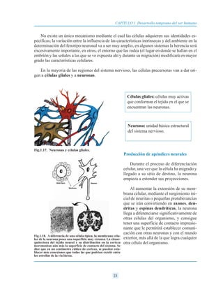 No existe un único mecanismo mediante el cual las células adquieren sus identidades es-
pecíficas; la variación entre la influencia de las características intrínsecas y del ambiente en la
determinación del fenotipo neuronal va a ser muy amplio, en algunos sistemas la herencia será
excesivamente importante, en otros, el entorno que las rodea (el lugar en donde se hallan en el
embrión y las señales a las que se ve expuesta ahí y durante su migración) modificará en mayor
grado las características celulares.
En la mayoría de las regiones del sistema nervioso, las células precursoras van a dar ori-
gen a células gliales y a neuronas.
Producción de apéndices neurales
Durante el proceso de diferenciación
celular, una vez que la célula ha migrado y
llegado a su sitio de destino, la neurona
empieza a extender sus proyecciones.
Al aumentar la extensión de su mem-
brana celular, mediante el surgimiento ini-
cial de neuritas o pequeñas protuberancias
que se irán convirtiendo en axones, den-
dritas y espinas dendríticas, la neurona
llega a diferenciarse significativamente de
otras células del organismo, y consigue
tener una superficie de contacto impresio-
nante que le permitirá establecer comuni-
cación con otras neuronas y con el mundo
exterior, más allá de la que logra cualquier
otra célula del organismo.
23
CAPÍTULO 1 Desarrollo temprano del ser humano
Células gliales: células muy activas
que conforman el tejido en el que se
encuentran las neuronas.
Neurona: unidad básica estructural
del sistema nervioso.
Fig.1.17. Neuronas y células gliales.
Fig.1.18. A diferencia de una célula típica, la membrana celu-
lar de la neurona posee una superficie muy extensa. La citoar-
quitectura del tejido neural y su distribución en la corteza
incrementan aún más la superficie de contacto del sistema. Se
dice que en un centímetro cúbico de corteza, se pueden esta-
blecer más conexiones que todas las que podrían existir entre
las estrellas de la vía láctea.
 
