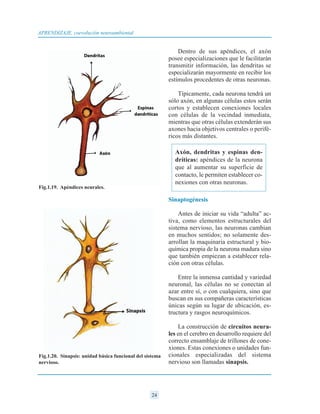 24
APRENDIZAJE, coevolución neuroambiental
Dentro de sus apéndices, el axón
posee especializaciones que le facilitarán
transmitir información, las dendritas se
especializarán mayormente en recibir los
estímulos procedentes de otras neuronas.
Típicamente, cada neurona tendrá un
sólo axón, en algunas células estos serán
cortos y establecen conexiones locales
con células de la vecindad inmediata,
mientras que otras células extenderán sus
axones hacia objetivos centrales o perifé-
ricos más distantes.
Sinaptogénesis
Antes de iniciar su vida “adulta” ac-
tiva, como elementos estructurales del
sistema nervioso, las neuronas cambian
en muchos sentidos; no solamente des-
arrollan la maquinaria estructural y bio-
química propia de la neurona madura sino
que también empiezan a establecer rela-
ción con otras células.
Entre la inmensa cantidad y variedad
neuronal, las células no se conectan al
azar entre sí, o con cualquiera, sino que
buscan en sus compañeras características
únicas según su lugar de ubicación, es-
tructura y rasgos neuroquímicos.
La construcción de circuitos neura-
les en el cerebro en desarrollo requiere del
correcto ensamblaje de trillones de cone-
xiones. Estas conexiones o unidades fun-
cionales especializadas del sistema
nervioso son llamadas sinapsis.
Fig.1.19. Apéndices neurales.
Axón, dendritas y espinas den-
dríticas: apéndices de la neurona
que al aumentar su superficie de
contacto, le permiten establecer co-
nexiones con otras neuronas.
Fig.1.20. Sinapsis: unidad básica funcional del sistema
nervioso.
 
