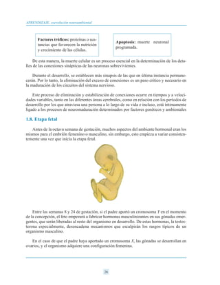 De esta manera, la muerte celular es un proceso esencial en la determinación de los deta-
lles de las conexiones sinápticas de las neuronas sobrevivientes.
Durante el desarrollo, se establecen más sinapsis de las que en última instancia permane-
cerán. Por lo tanto, la eliminación del exceso de conexiones es un paso crítico y necesario en
la maduración de los circuitos del sistema nervioso.
Este proceso de eliminación y estabilización de conexiones ocurre en tiempos y a veloci-
dades variables, tanto en las diferentes áreas cerebrales, como en relación con los períodos de
desarrollo por los que atraviesa una persona a lo largo de su vida e incluso, está íntimamente
ligado a los procesos de neuromaduración determinados por factores genéticos y ambientales
1.8. Etapa fetal
Antes de la octava semana de gestación, muchos aspectos del ambiente hormonal eran los
mismos para el embrión femenino o masculino, sin embargo, esto empieza a variar consisten-
temente una vez que inicia la etapa fetal.
Entre las semanas 8 y 24 de gestación, si el padre aportó un cromosoma Y en el momento
de la concepción, el feto empezará a fabricar hormonas masculinizantes en sus gónadas emer-
gentes, que serán liberadas al resto del organismo en desarrollo. De estas hormonas, la testos-
terona especialmente, desencadena mecanismos que esculpirán los rasgos típicos de un
organismo masculino.
En el caso de que el padre haya aportado un cromosoma X, las gónadas se desarrollan en
ovarios, y el organismo adquiere una configuración femenina.
26
APRENDIZAJE, coevolución neuroambiental
Factores tróficos: proteínas o sus-
tancias que favorecen la nutrición
y crecimiento de las células.
Apoptosis: muerte neuronal
programada.
 