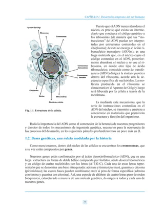 Puesto que el ADN nunca abandona el
núcleo, es preciso que exista un interme-
diario que conduzca el código genético a
los ribosomas (de manera que las “ins-
trucciones” del ADN puedan ser interpre-
tadas por estructuras contenidas en el
citoplasma); de esto se encarga el ácido ri-
bonucleico mensajero (ARNm), es una
larga molécula que, en el núcleo copia el
código contenido en el ADN, posterior-
mente abandona el núcleo y se une al ri-
bosoma, en donde otro tipo de ácido
ribonucleico, conocido como de transfe-
rencia (ARNt) dirigirá la síntesis protéica
dentro del ribosoma, acorde con la se-
cuencia específica de nucleótidos. La mo-
lécula producida en el ribosoma se
almacenará en el Aparato de Golgi y luego
será liberada por la célula a través de la
membrana.
Es mediante este mecanismo, que la
serie de instrucciones contenidas en el
ADN del núcleo, se transmite y empieza a
concretarse en materiales que permitirán
la estructura y función del organismo.
Dada la importancia del ADN como el contenedor de la herencia de nuestros progenitores
y director de todos los mecanismos de ingeniería genética, necesarios para la ocurrencia de
los procesos del desarrollo, en los siguientes párrafos profundizaremos un poco más en él.
1.2. Bases genéticas, una ruleta modelada por la historia
Como mencionamos, dentro del núcleo de las células se encuentran los cromosomas, que
a su vez están compuestos por genes.
Nuestros genes están conformados por el ácido desoxirribonucleico (ADN), que es una
larga estructura en forma de doble hélice compuesta por fosfatos, ácido desoxirribonucléico
y un código de cuatro nucleótidos con las letras (A-T-G-C). Cada una de estas letras repre-
senta lo que se denomina una base nitrogenada: adenina y timina (purinas), guanina y citosina
(pirimidinas); las cuatro bases pueden combinarse entre sí pero de forma específica (adenina
con timina y guanina con citosina). Así, una especie de alfabeto de cuatro letras pero de orden
bioquímico, estructurado a manera de una sintaxis genética, da origen a todos y cada uno de
nuestros genes.
7
CAPÍTULO 1 Desarrollo temprano del ser humano
Fig. 1.1. Estructura de la célula.
 