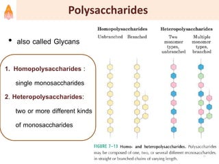 1. Homopolysaccharides :
single monosaccharides
2. Heteropolysaccharides:
two or more different kinds
of monosaccharides
• also called Glycans
31
Polysaccharides
 