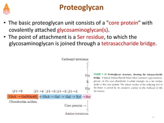 Proteoglycan
• The basic proteoglycan unit consists of a "core protein" with
covalently attached glycosaminoglycan(s).
• The point of attachment is a Ser residue, to which the
glycosaminoglycan is joined through a tetrasaccharide bridge.
46
 