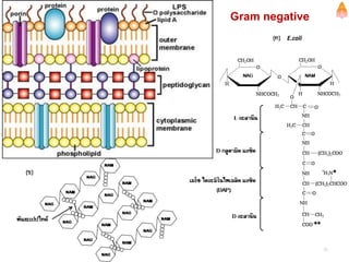 Gram negative
E.coli
51
 