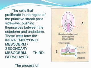 The cells that
proliferate in the region of
the primitive streak pass
sideways, pushing
themselves between the
ectoderm and endoderm.
These cells form the
INTRA EMBRYONIC
MESODERM /
SECONDARY
MESODERM. THIRD
GERM LAYER
The process of
 