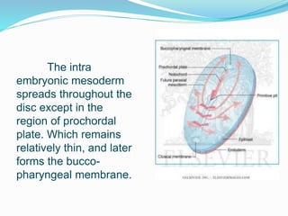 The intra
embryonic mesoderm
spreads throughout the
disc except in the
region of prochordal
plate. Which remains
relatively thin, and later
forms the bucco-
pharyngeal membrane.
 