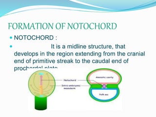 FORMATION OF NOTOCHORD
 NOTOCHORD :
 It is a midline structure, that
develops in the region extending from the cranial
end of primitive streak to the caudal end of
prochordal plate.
 